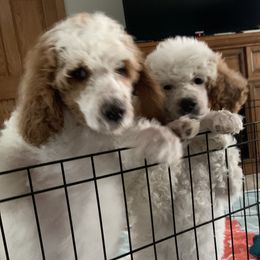 Poodle Puppies from Sunflower Poodles
