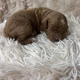 Enzo - Chocolate male Cavapoo puppy in Gap, Pennsylvania from Luxe Cavapoo LLC