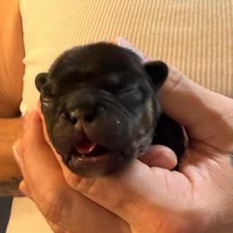 TBD - Black and tan male French Bulldog puppy in Spanaway, Washington from Frog Faced Frenchies