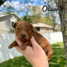 Oliver - Red  male Poodle puppy in Morehead, Kentucky from Paw Perfect Pets