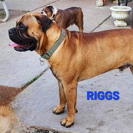 Riggs - Bullmastiff
