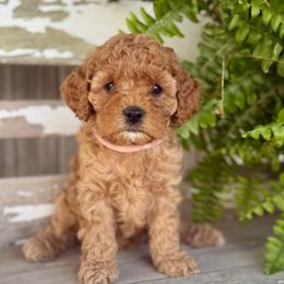Teeter - Apricot female Cavapoo puppy in Preston, Idaho from Shaffer Top Notch Puppies