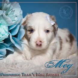 Miniature Australian Shepherd Puppies from Whispering Trail Miniature Aussies