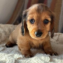 Bella - Shaded Red Dapple Female - Red female Dachshund puppy in Mesa, Arizona from Ruby Desert Doxies