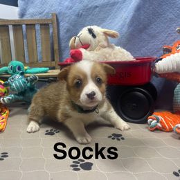 Socks - Red female Pembroke Welsh Corgi puppy in Apison, Tennessee from Ashmore Corgis