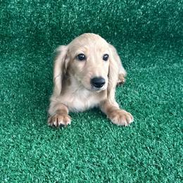 Gus - Cream male Dachshund puppy in Hawley, Texas from Foxy’s Dachshunds & Toy Aussies