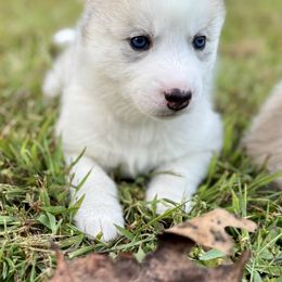 Siberian Husky Puppies from Pride Rock Siberians