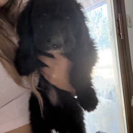 Ralphi - Black and white male Old English Sheepdog puppy in Acton, California from Fab OES