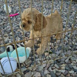 Buff boy - Buff male Cocker Spaniel puppy in Wittmann, Arizona from Amore’s Cockers