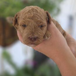 Nala - Apricot female Goldendoodle puppy in Decatur, Tennessee from Diamond's Doodles