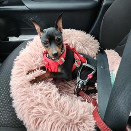 Miniature Pinscher Puppies from Hundeholz