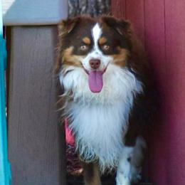 Poncho - Red tri male Toy Australian Shepherd puppy in Simms, Texas from Donna’s Aussies & Pink Heart Poodles