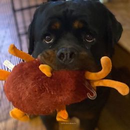 Of The Saints V.P. - Black and mahogany female Rottweiler puppy in Linthicum, Maryland from Of The Saints Rottweilers