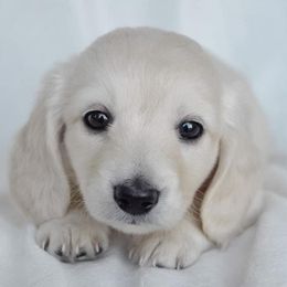 Dachshund Puppies from Dreamheart Dachshunds