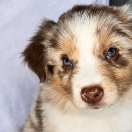 Saffron - Red merle Australian Shepherd puppy in California from Aussmazing Aussies