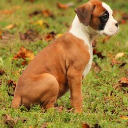 Boxer Puppies from Boxer Boulevard