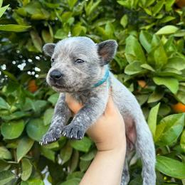 Tanya - Blue speckled female Australian Cattle Dog puppy in Surprise, Arizona from Copper State Cattle Dogs
