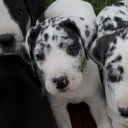 Great Dane Puppies from Cook’s Gentle Giants
