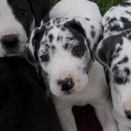 Great Dane Puppies from Cook’s Gentle Giants