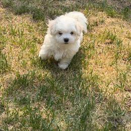 Blooming Bright Elio MFK AKA Leo - White male Maltese puppy in Calhan, Colorado from Millennium Falcon Kennels