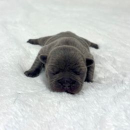 Elsa - Blue female French Bulldog puppy in Salisbury, Maryland from 77 Frenchies Maryland