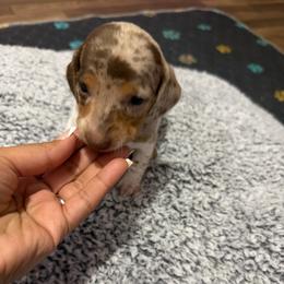 Oreo - Dapple female Dachshund puppy in Magnolia, Texas from Carrie’s Countryside Dachshunds