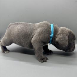 French Bulldog Puppies from DREYCs Frenchies