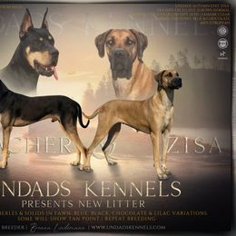 Great Dane puppies from UNDAD'S KENNELS