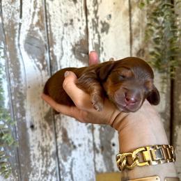 Miss Etta - Red female Dachshund puppy in California from Ranch Hand Weenies