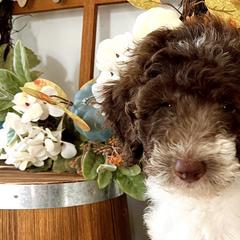 Girl 2 - Tri-color Double Doodle puppy in El Cajon, California from Calibear Doodles