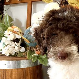 Girl 2 - Tri-color Double Doodle puppy in El Cajon, California from Calibear Doodles
