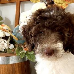 Girl 2 - Tri-color Double Doodle puppy in El Cajon, California from Calibear Doodles