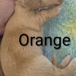 Akc Cream boy orange Boom - Cream male Dachshund puppy in Madisonville, Tennessee from LaRose Farm & Kennels