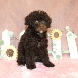 Poodle Puppies from 'Capon Cuties