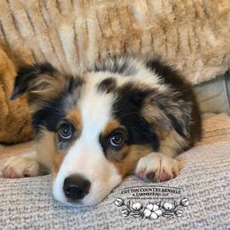 Birdie - Blue merle female Miniature Australian Shepherd puppy in Vinemont, Alabama from Cotton Country Kennels