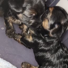 Yorkshire Terriers from Donna's Yorkshire Terriers