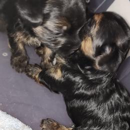 Yorkshire Terriers from Donna's Yorkshire Terriers