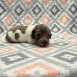 BOY 1 - Piebald male Dachshund puppy in Hoover, Alabama from Tide Town Doxies