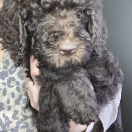 Girl 1 - Poodle puppy in Bowling Green, Kentucky from Wilkins Standard Poodles