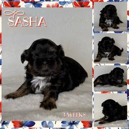Sasha - Black and tan female Shih Tzu puppy in Yelm, Washington from Lala's All Star Shih Tzu