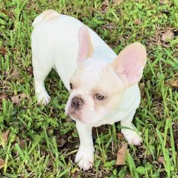 French Bulldogs from Deanta's Frenchies