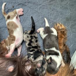 Cookies - Dapple female Dachshund puppy in Magnolia, Texas from J&R Macias Dachshunds