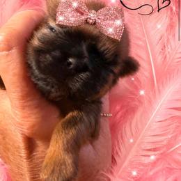 Reba - Red and white female Shih Tzu puppy in Dallas, Texas from Heart and Soul Shih Tzu