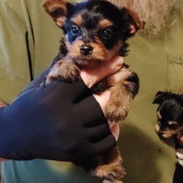 Chase - Black and tan male Yorkshire Terrier puppy in Rogersville, Tennessee from Guys'N' Dolls Yorkshire Terriers