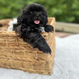Duke - Black male Shih Tzu puppy in Garner, North Carolina from House of Paws Heritage Nursery