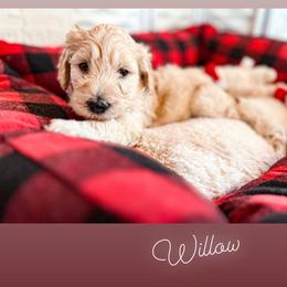 Goldendoodle Puppies from Lundee Doodles