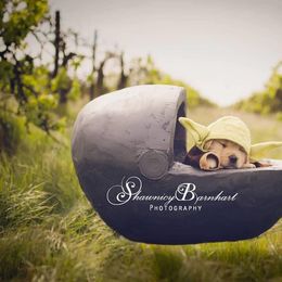 English Springer Spaniel and Golden Retriever Puppies from Promise Kennels