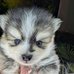 Adele (Moo) - Black and white female Pomsky puppy in Spring Hill, Florida from www.PuppyTimeEmporium.com