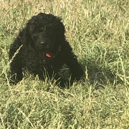 Poodle Puppies from Family Standards Texas