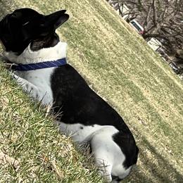 French Bulldog All Grown Up from Javier's French Bulldogs